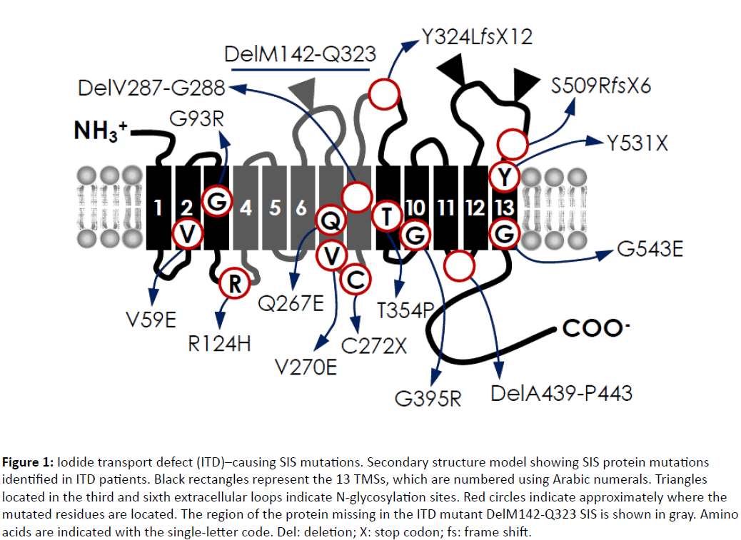 clinical-and-molecular-endocrinology-Iodide-transport-defect