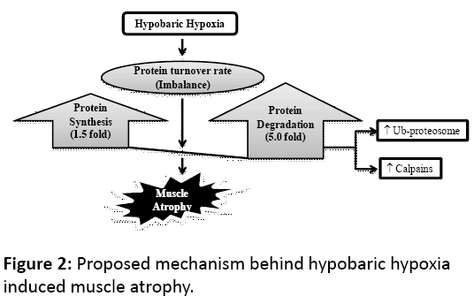 clinical-and-molecular-endocrinology-Proposed-mechanism-behind-hypobaric-hypoxia