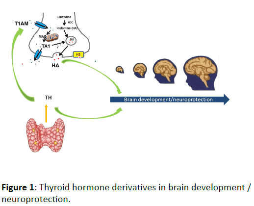 clinical-and-molecular-endocrinology-Thyroid-hormone-derivatives