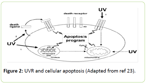 clinical-and-molecular-endocrinology-cellular-apoptosis